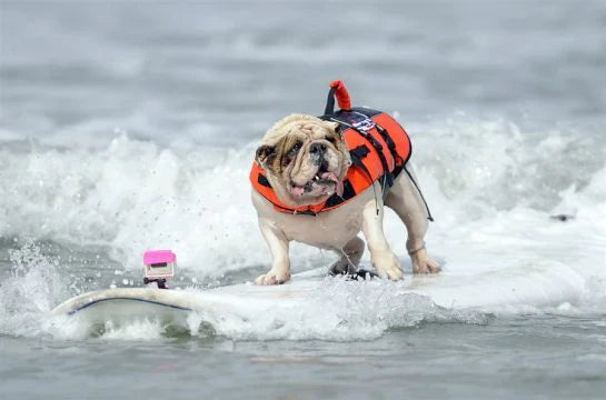 Betsy: Surfing Again