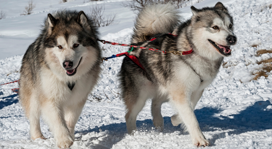 "When we added in Active Again there was a marked difference"